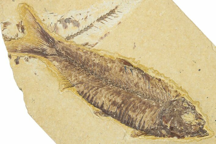 Detailed Fossil Fish (Knightia) - Wyoming #330802